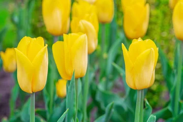 Fotobehang Yellow tulip flower blooming in a meadow, park, flowerbed outdoor. World Tulip Day. Tulips field, nature, spring, floral background. © katyamaximenko