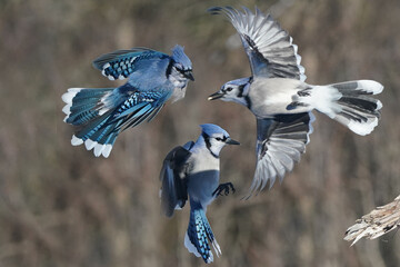 Blue Jays fighting over food in winter