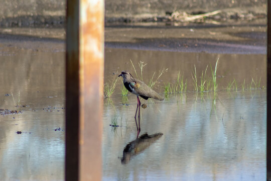  Lapwing, Vanellus vanellus, single bird in water