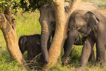 Herd of elephants forage for food under a tree in natural native habitat, Yala National Park, Sri...