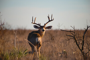 deer in the savannah