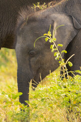 Close up shot of baby elephant with trunk curled up while standing next to its mother in natural native habitat, Yala National Park, Sri Lanka