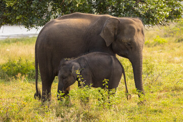 Naklejka na ściany i meble Baby elephant while standing next to its mother in natural native habitat, Yala National Park, Sri Lanka