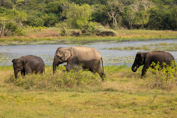 Naklejka na ściany i meble Herd of elephants emerge from open water in natural native habitat, Yala National Park, Sri Lanka