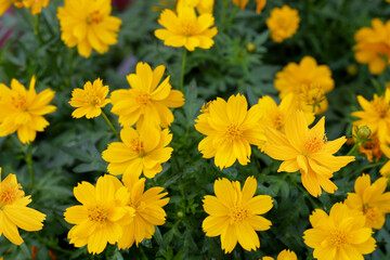 Sulfur cosmos limonnyy venets yellow flower