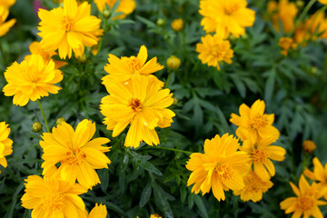 Sulfur cosmos limonnyy venets yellow flower