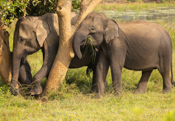 Herd of elephants forage for food under a tree in natural native habitat, Yala National Park, Sri Lanka