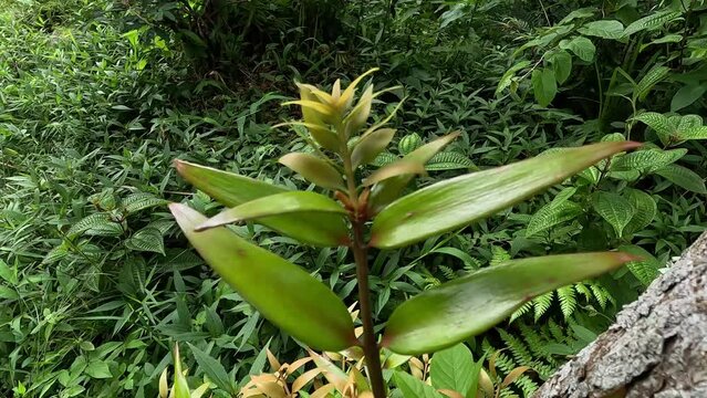 Agathis robusta (Dundathu pine, kauri pine, Queensland kauri, Australian kauri). This tree produces a high quality timber which was used for a variety of purposes such as cabinetmaking, joinery