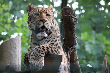 leopard in the zoo