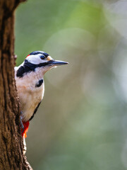 Male of Great Spotted Woodpecker, Dendrocopos major, bird in forest at winter sun