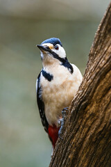 Male of Great Spotted Woodpecker, Dendrocopos major, bird in forest at winter sun