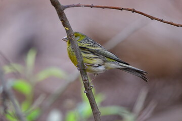 PÁJARO