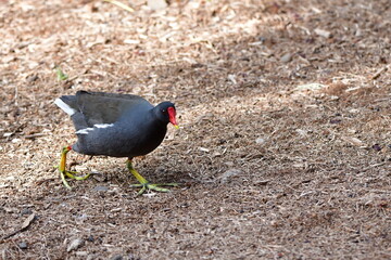 GALLINETA COMÚN