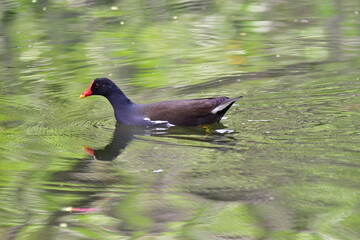 GALLINETA COM&Uacute;N