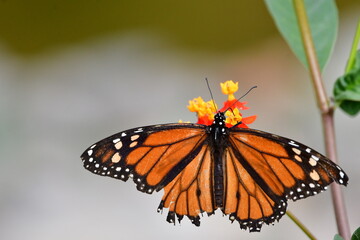 MARIPOSA