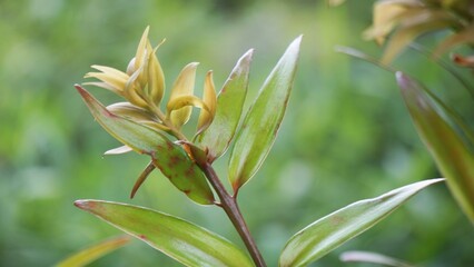 Agathis robusta (Dundathu pine, kauri pine, Queensland kauri, Australian kauri). This tree produces a high quality timber which was used for a variety of purposes such as cabinetmaking, joinery