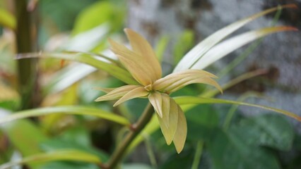 Agathis robusta (Dundathu pine, kauri pine, Queensland kauri, Australian kauri). This tree produces a high quality timber which was used for a variety of purposes such as cabinetmaking, joinery