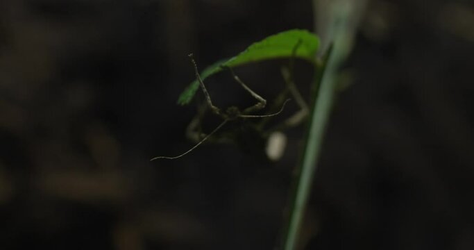 This video shows a leaf praying mantis on a green stem. The mantis is perfectly camouflaged, and it is difficult to see it at first glance. The mantis is brown and green in color, and it has a long