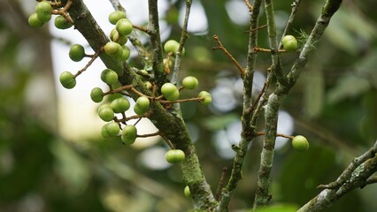 Aporusa lindleyana. The tree is harvested from the wild for medicinal purpose and for its edible fruits. The smooth, globose, translucent flesh of the fruit has a refreshing sweet