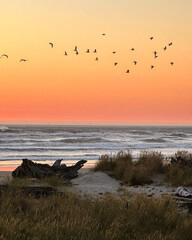 Pelican Sunset