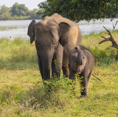 Baby elephant standing next to its mother raising its trunk to blow dust in natural native habitat, Yala National Park, Sri Lanka