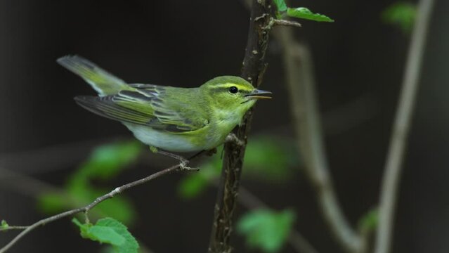 Wood warbler chirping, eating an insect and leaving in a darkening summertime forest in Estonia, Northern Europe	