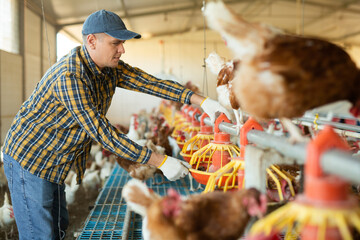Skilled focused farmer working in henhouse of his fowl farm, setting up feeders for laying hens..