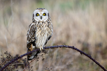 Wild short eared owl in winter standing on blackberry cane