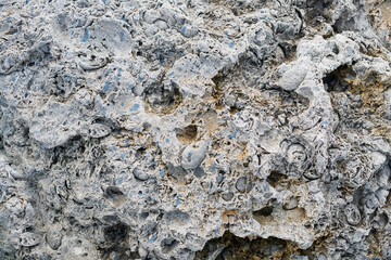 light limestone with traces of shells. Shell texture. Natural stone background