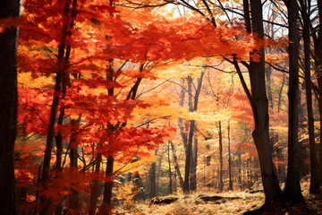 Spectacular Display of Autumn Colors in the Deep Forest during Peak Season