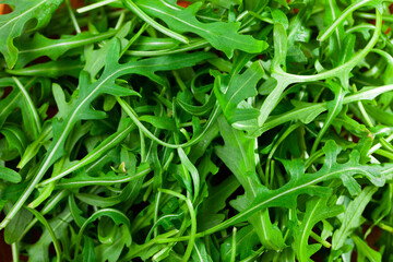 Bunch of green fresh arugula leaves on the table