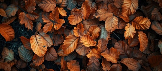 This photo captures a bunch of leaves tightly packed together, displaying the gradual withering and aging process. - obrazy, fototapety, plakaty