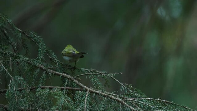Wood warbler chirping and moving around in a darkening summertime forest in Estonia, Northern Europe	