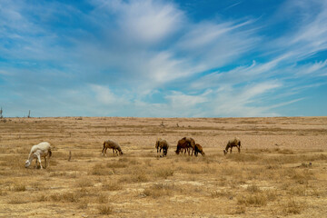 Fototapeta na wymiar Horses in the desert with beautiful arid landscape and blue sky. Guajira, Colombia.