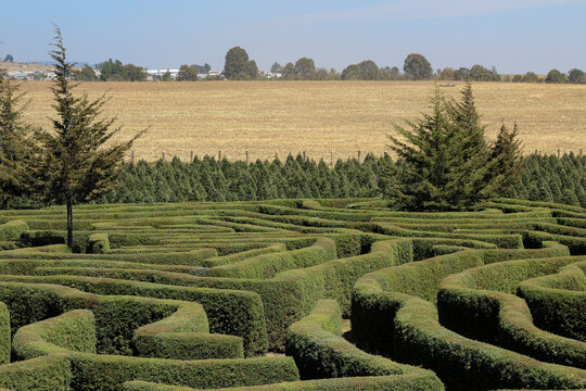 panorama de laberinto en el bosque.