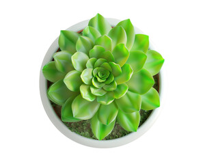 Top view of suculent plant, transparent background.
