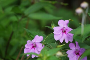 Impatiens walleriana (Impatiens sultanii, busy Lizzie, British Isles, balsam, sultana, simply impatiens). The stems are semi-succulent, and all parts of the plant are soft and easily damaged