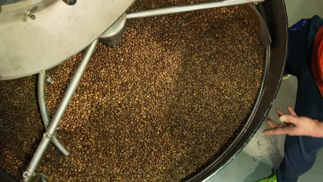 Factory worker controls cooling process of coffee beans in cooling tray. Modern technology of cooling hot beans in roastery