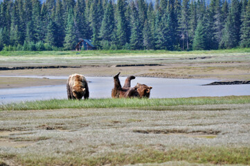 bear friends laughing out loud