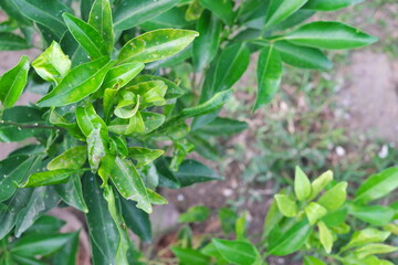 Closeup of citrus plant with leafminer disease. Citrus pest and disease management.