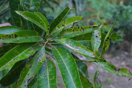 Closeup of mango leaves with black spots due to anthracnose infection. Mango pest and disease management.