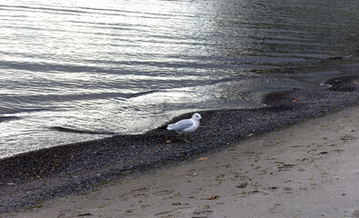 Seagull on the lake