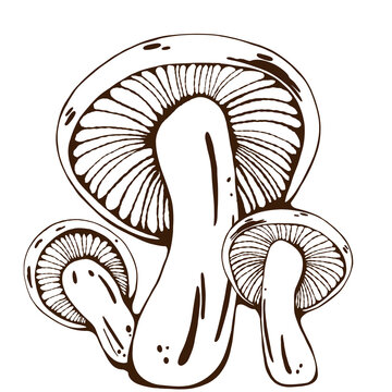 Isolated brown mushroom with brown outlines