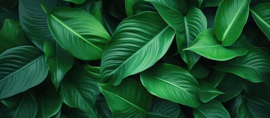 Fotobehang A detailed view of vibrant green leaves of a desert modern and contemporary plant. The intricate leaf patterns showcase the plants beauty up close. © Vusal