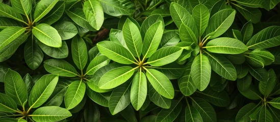 Gordijnen An abstract photo showcasing a plumeria rubria plant with a cluster of vibrant, green leaves. © AkuAku