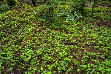 Forest Clover Field. Henry Cowell Redwoods State Park.