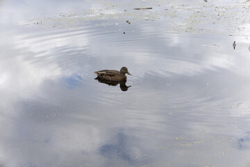 duck in the lake