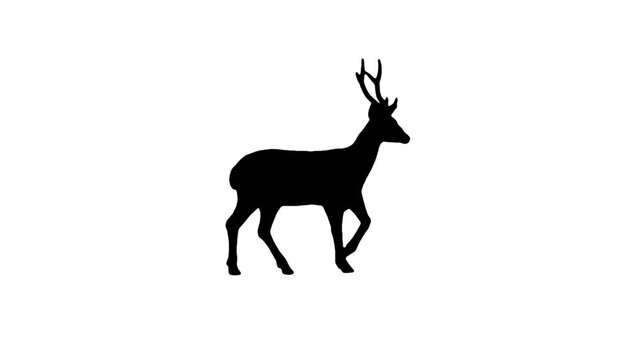 Silhouette deer walking on the white background. Black and white for compositing and presentation. Video looping . Alpha matte isolated.
