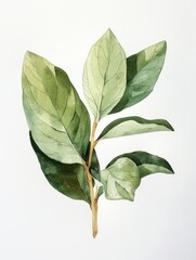 A painting of a green leaf rendered on a clean white background, showcasing detailed veins and textures of the leaf.