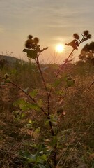 Beautiful view of the sunset through plants with thorns
